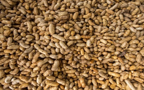 阿根廷花生生產(chǎn)商運營10兆瓦生物質(zhì)發(fā)電廠