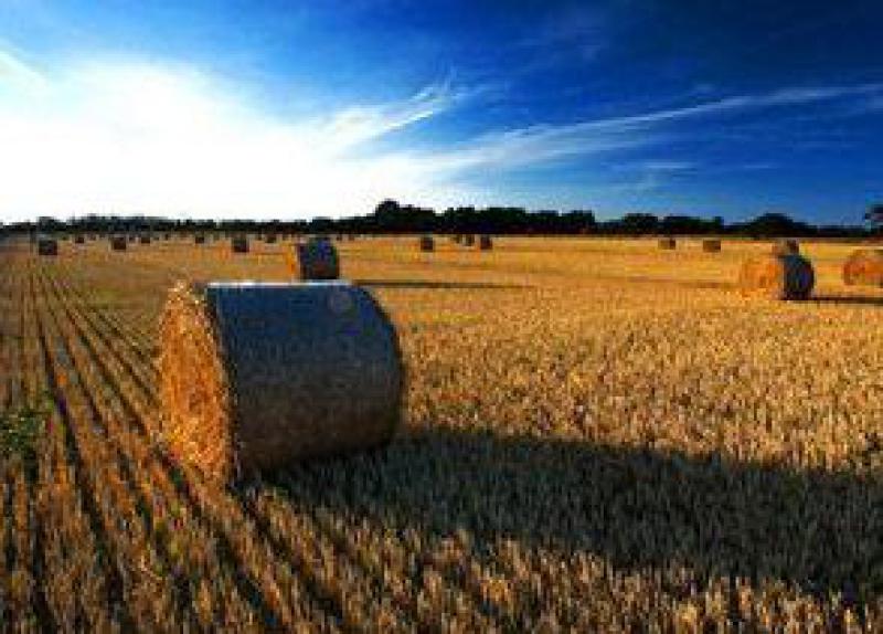 布隆迪能源概況:生物質能